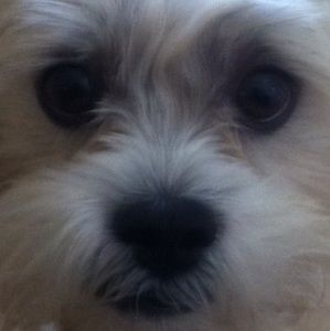 Meet your Posher, Linda